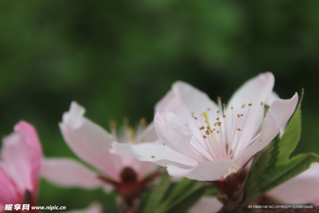 桃花