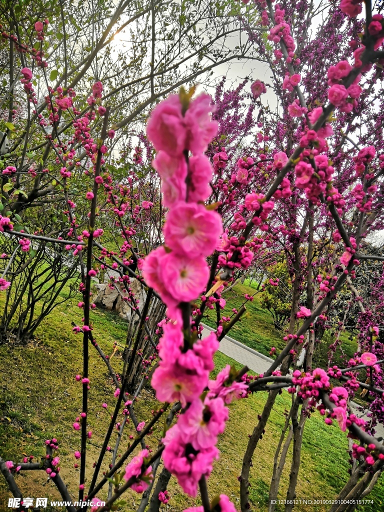 花香怡人