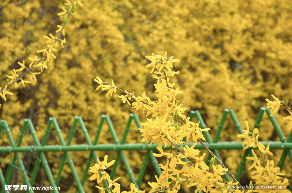迎春花