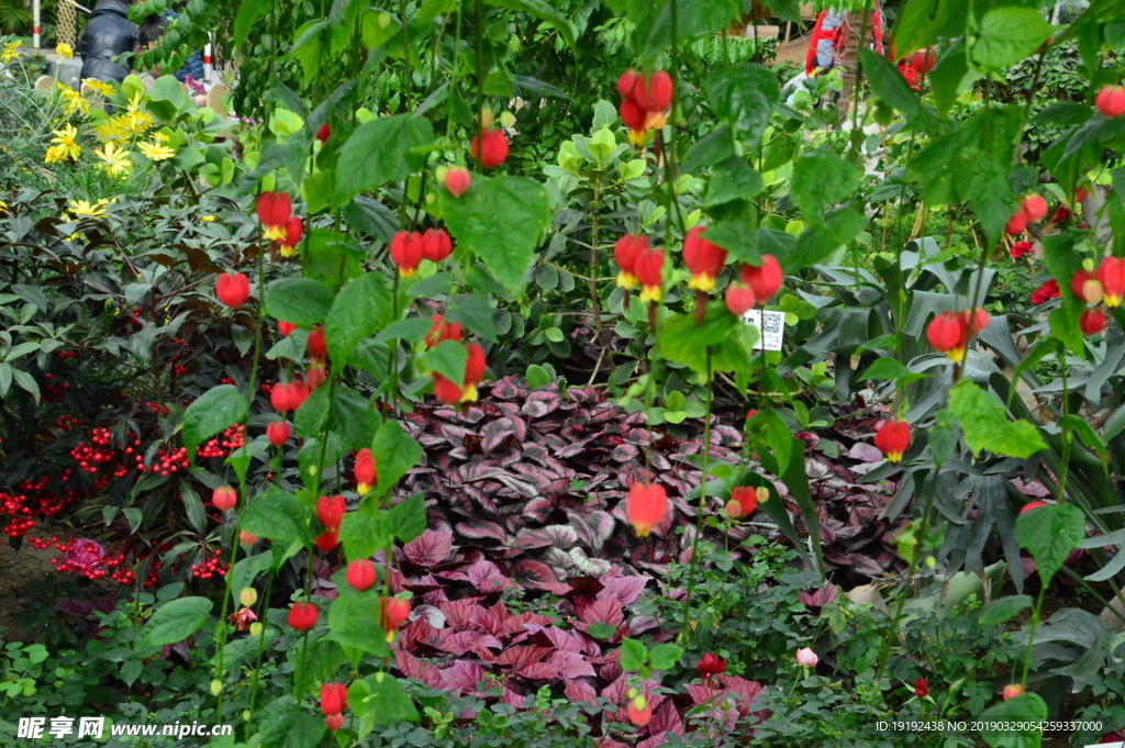 灯笼花