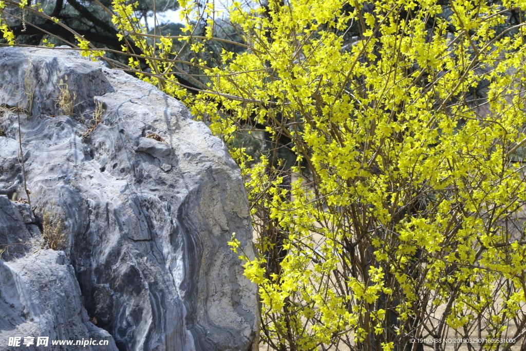 连翘花儿
