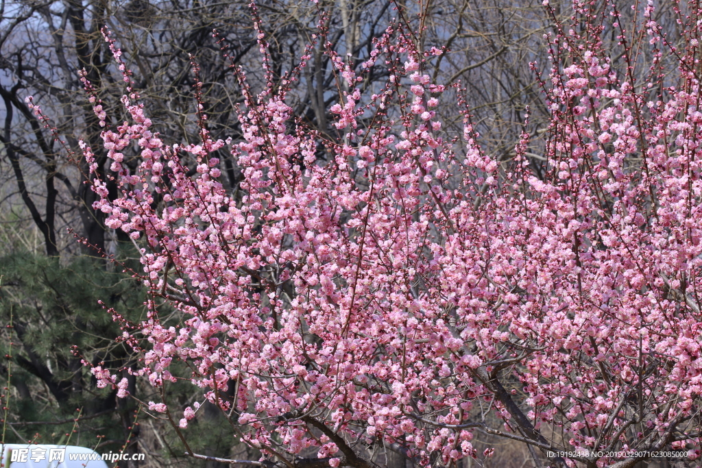 梅花