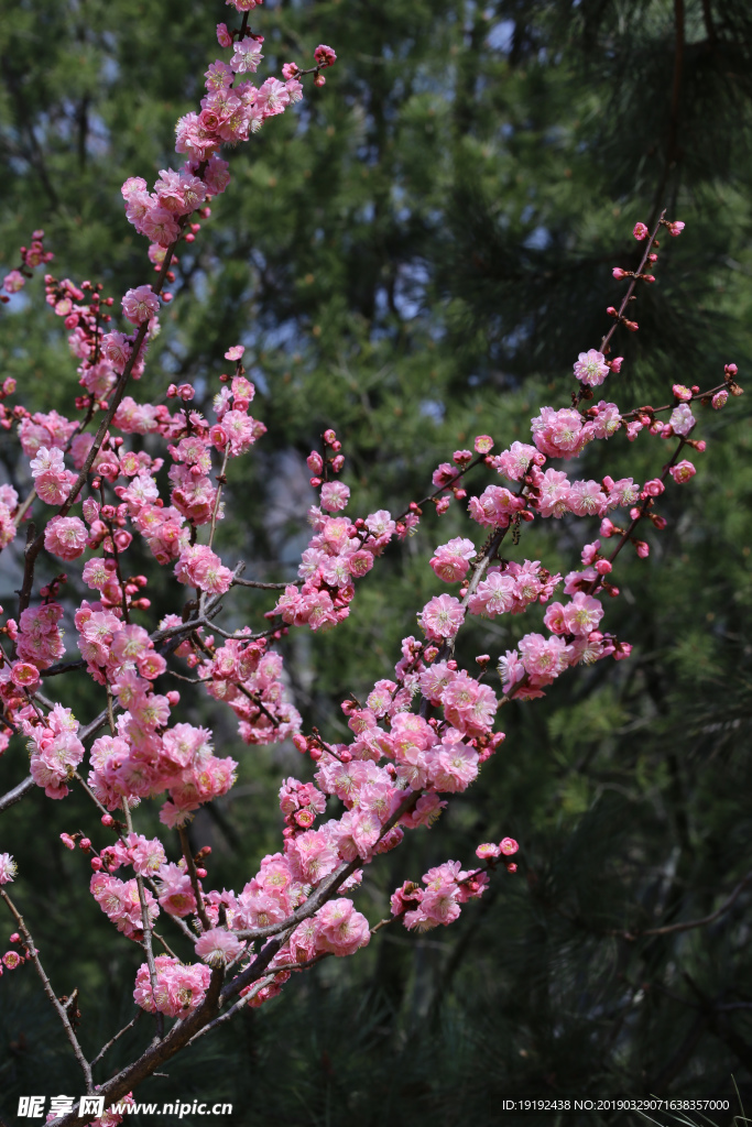 梅花