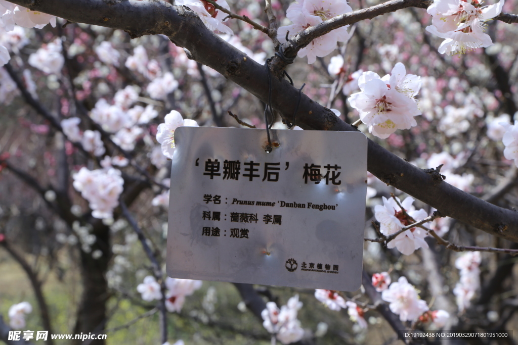 梅花