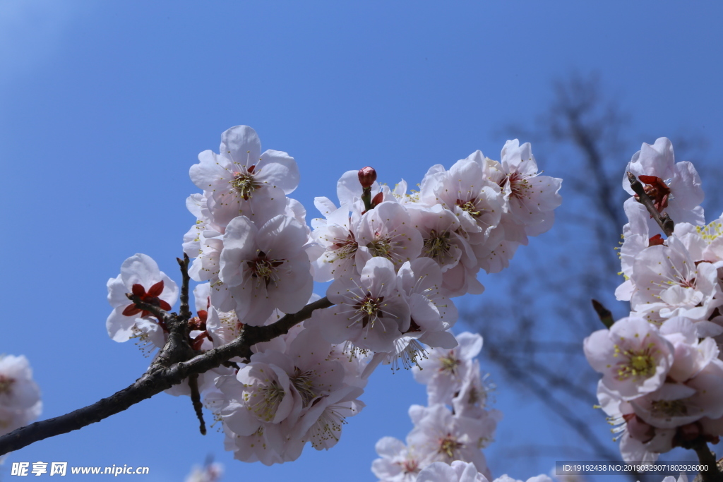 梅花