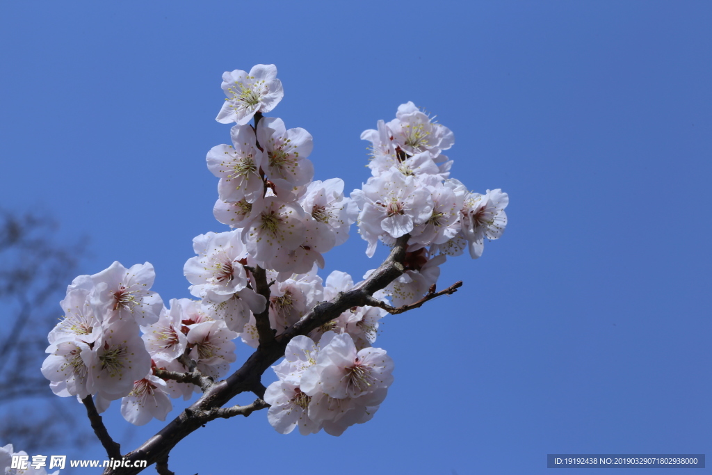 梅花