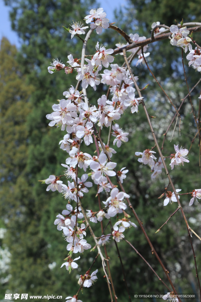 梅花