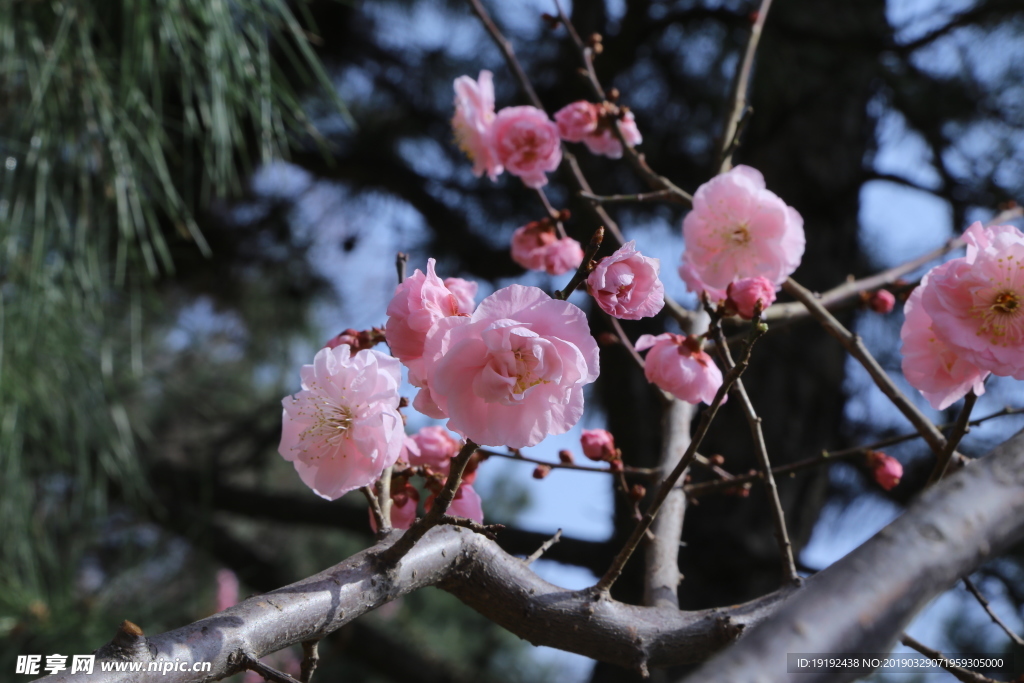 梅花