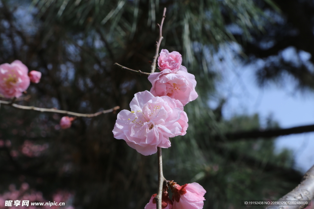 梅花