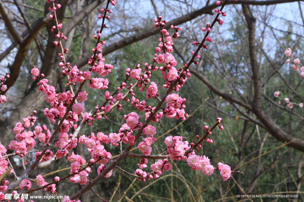 梅花