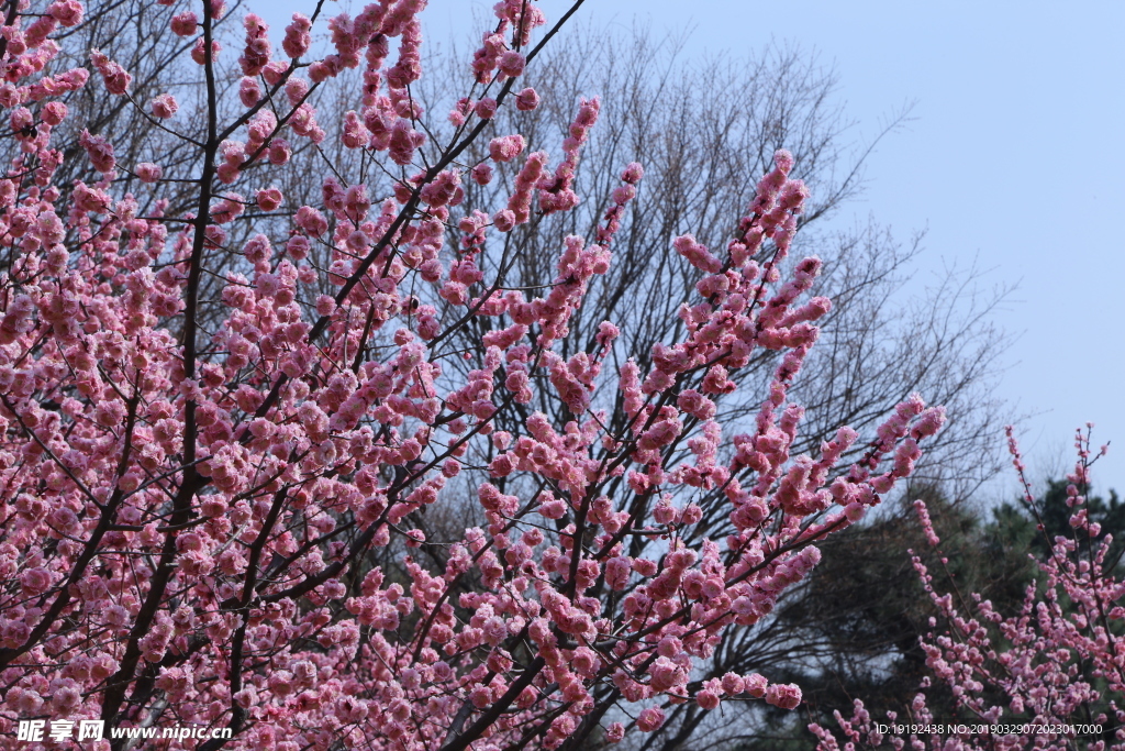 梅花
