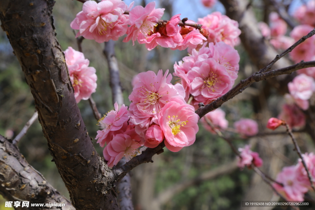 梅花