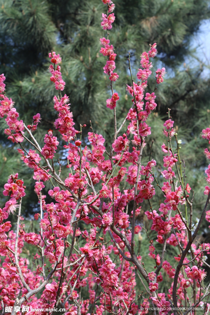 梅花