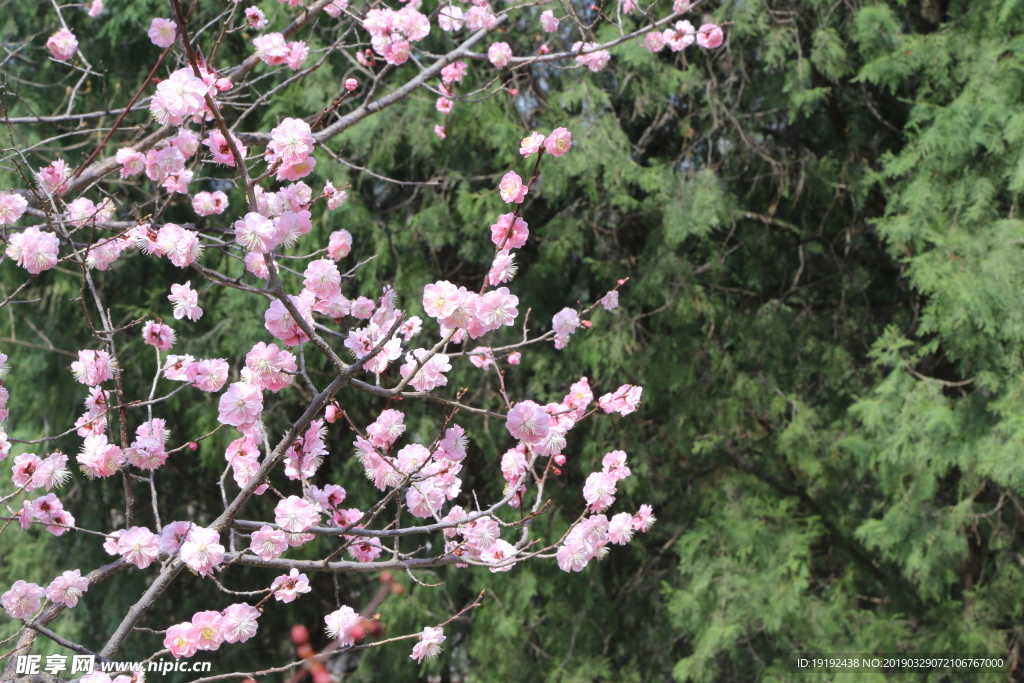 梅花