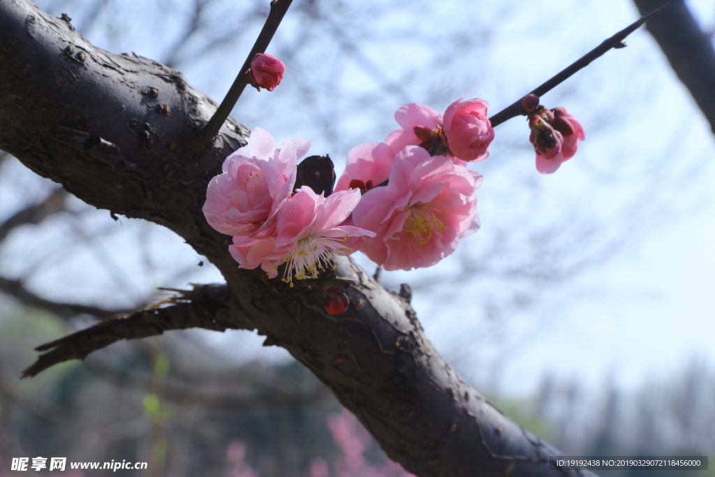 梅花