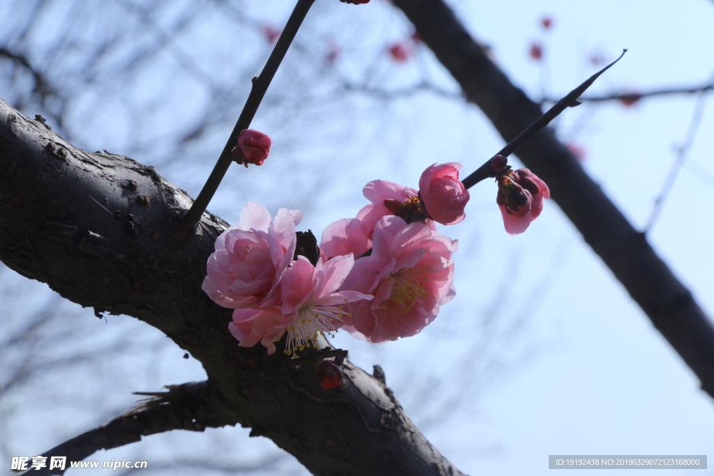 梅花