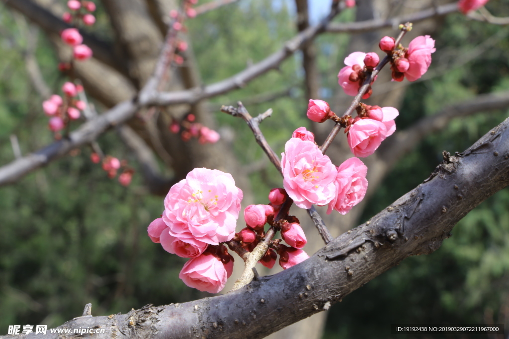 梅花