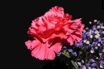 杜鹃花
