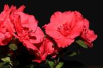 杜鹃花