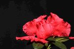 杜鹃花