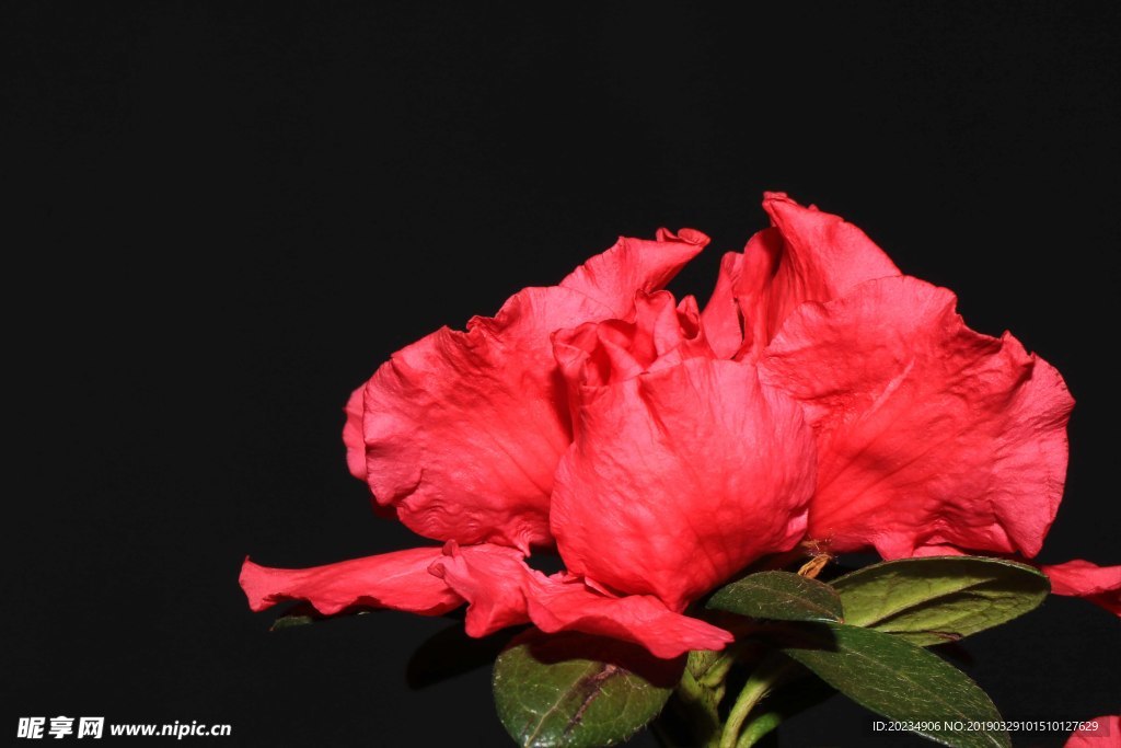 杜鹃花