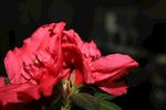 杜鹃花