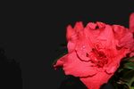 杜鹃花