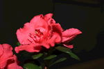 杜鹃花