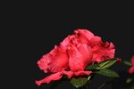 杜鹃花