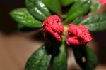 杜鹃花