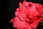 杜鹃花