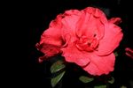杜鹃花