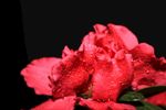 杜鹃花