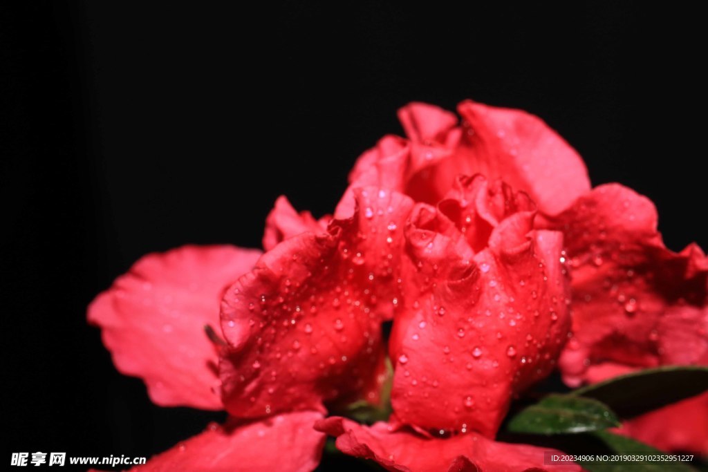 杜鹃花