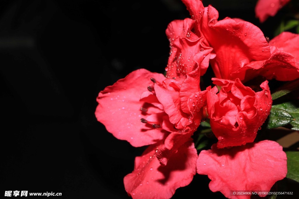 杜鹃花