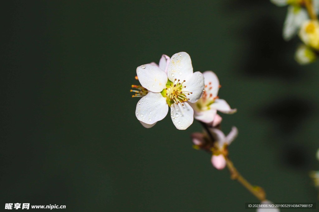 桃花