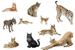 猞猁