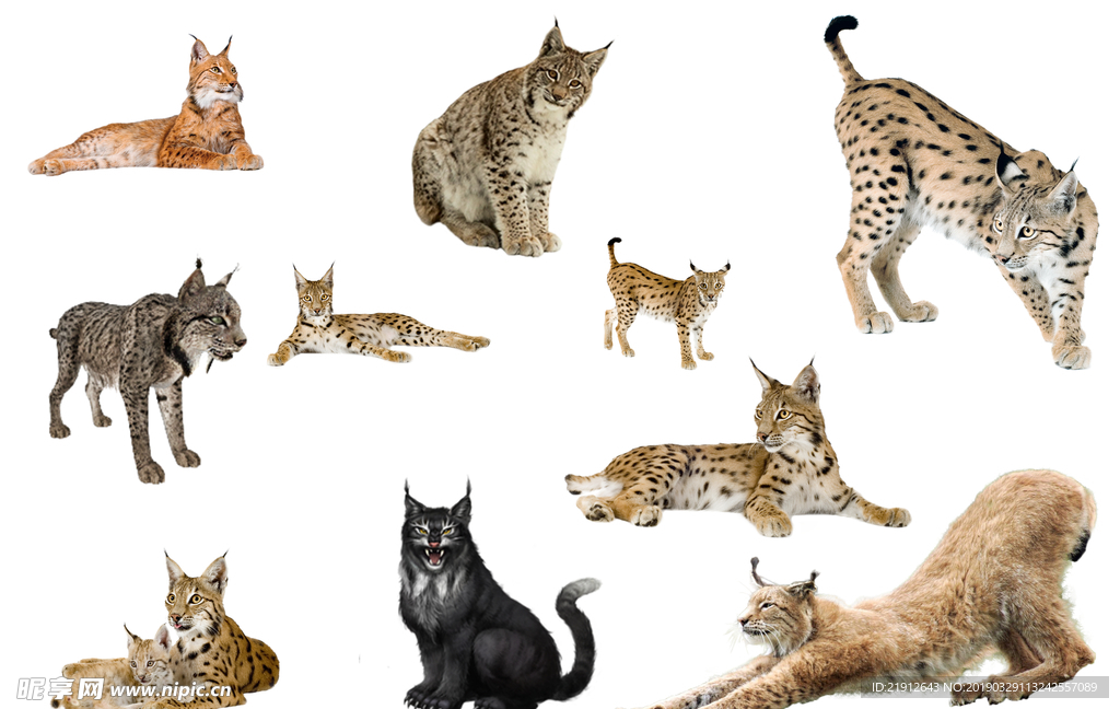 猞猁