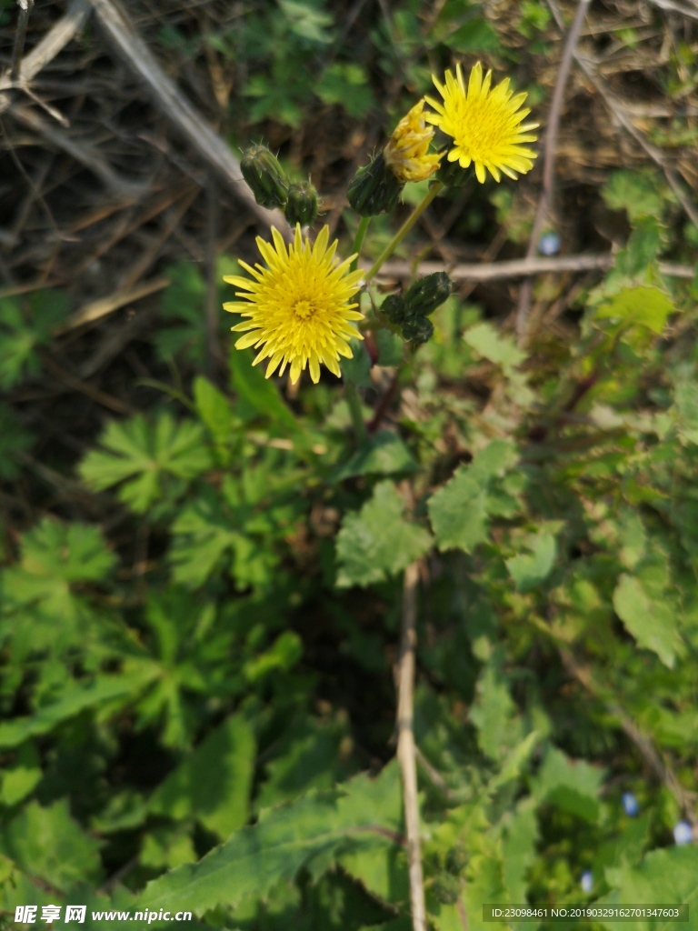 乡村野花花卉之黄色野雏菊