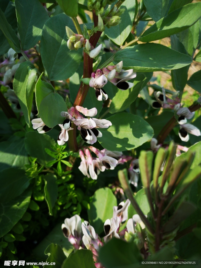 乡村野花之豆苗花叶