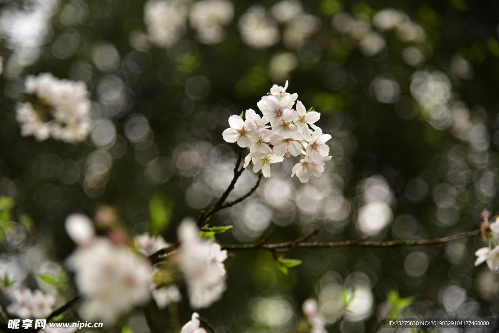 日本樱花白花