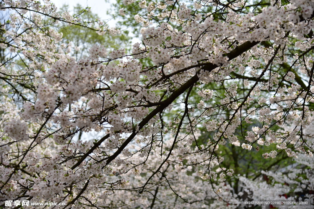 樱花白色花