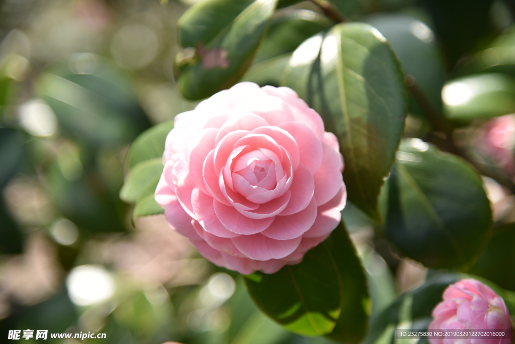 茶梅粉色茶花