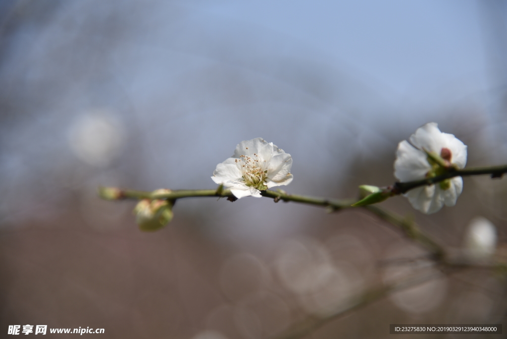 日本樱花白花