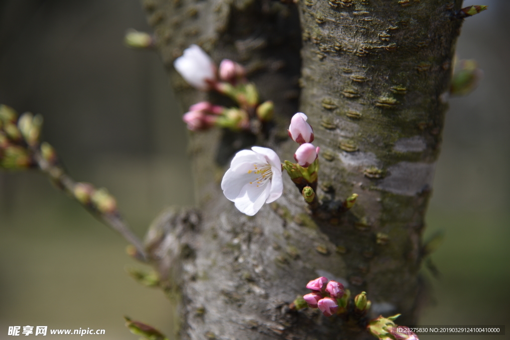 日本樱花白花