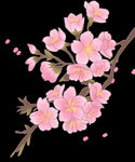 樱花