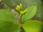 虎刺梅