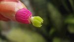 仙人掌之花