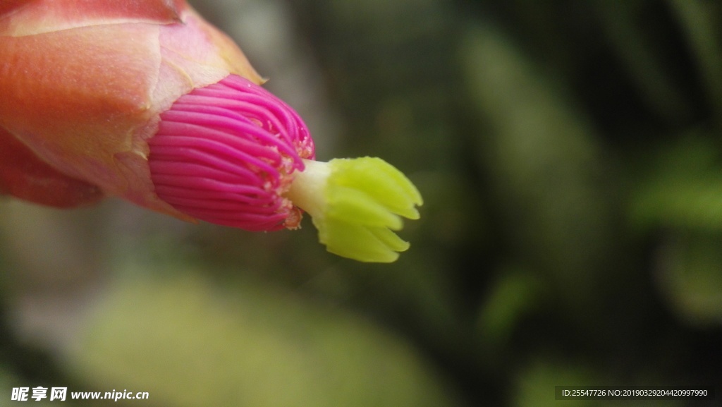 仙人掌之花