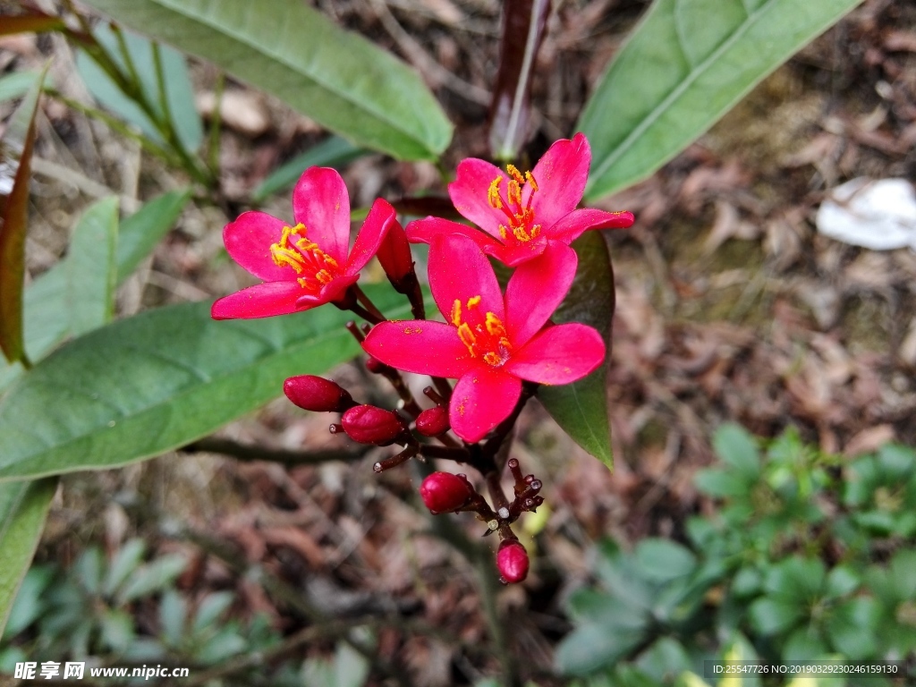 变叶珊瑚花